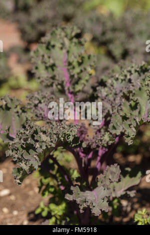 Scharlachrote Kale, Brassica Oleracea, wächst in einen Bio-Garten auf einer Farm in Los Angeles, Kalifornien, USA. Stockfoto