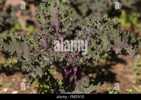 Scharlachrote Kale, Brassica Oleracea, wächst in einen Bio-Garten auf einer Farm in Los Angeles, Kalifornien, USA. Stockfoto