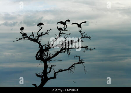 Eine Gruppe von Störchen, Silhouette gegen den dunkler werdenden Himmel, in der Spitze eines Toten Baumes stehen. Stockfoto