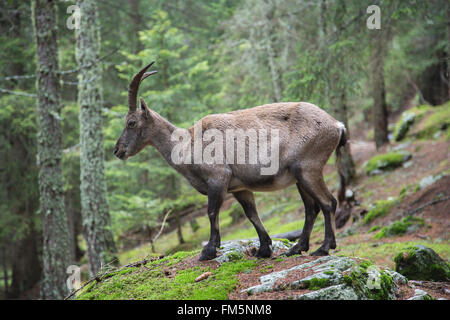 Weibliche Alpensteinböcke Capra Ibex, in einem Wald, einen Felsen klettern Stockfoto