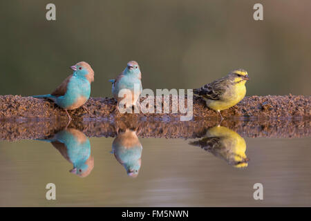 Blaue Waxbills (Uraeginthus Angolensis) und gelb-fronted Canary (Crithagra Mozambica), Zimanga, KwaZulu-Natal, Südafrika Stockfoto