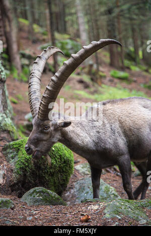 Männliche Alpensteinböcke Capra Ibex, mit den riesigen und gebogenen Hörnern Stockfoto