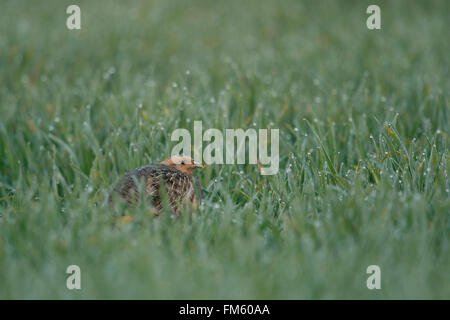 Rebhuhn ( Perdix perdix ) versteckt sich in einem Tau feuchten Feld von Winterweizen, bedrohte, vom Aussterben bedrohte Vögel, Wildtiere, Europa. Stockfoto