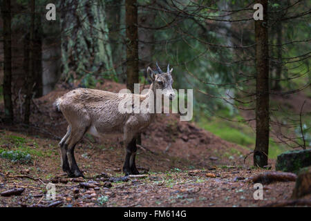 Baby Alpensteinböcke, Capra Ibex, stehend in einem Wald. Stockfoto