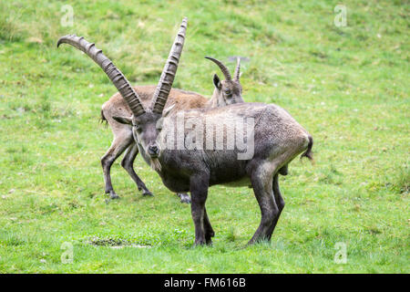 Männliche Alpensteinböcke Capra Ibex, in einer Lichtung mit einem weiblichen Blick hinter. Dies ist ein sexuell dimorphen Arten mit größeren Männer, die tragen Stockfoto