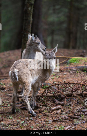 Zwei baby Alpensteinböcke Capra Ibex, in einem Wald. Die Hörner wachsen lebenslang wachsen am schnellsten im zweiten Jahr des Lebens Stockfoto