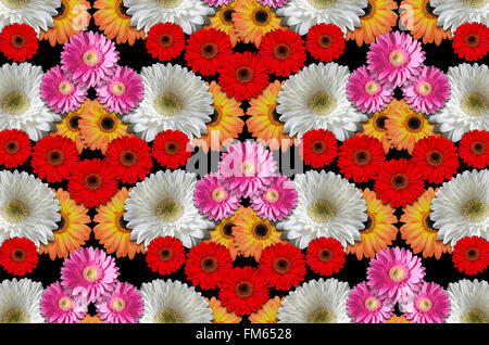 Gruppe farbige Blumen große Gänseblümchen auf schwarzem Hintergrund Stockfoto