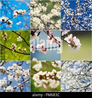 Apricot Blumen-Kollektion Stockfoto