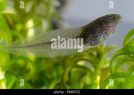 Kaulquappe des gemeinsamen Frosch Rana temporaria Stockfoto