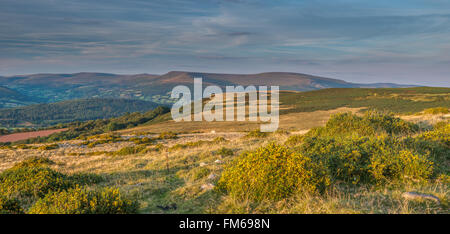 Abend-Blick über den schwarzen Bergen von House mit blühenden Ginster im Vordergrund. Brecon Beacons, September Stockfoto