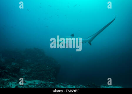 Gemeinsame Thresher Sharks sind pelagische und Leben im tiefen Ozean. Jedoch malapascua bietet eine einzigartige Chance, diese incredibl zu sehen Stockfoto