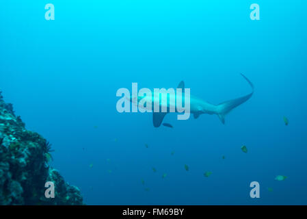 Gemeinsame Thresher Sharks sind pelagische und Leben im tiefen Ozean. Jedoch malapascua bietet eine einzigartige Chance, diese incredibl zu sehen Stockfoto