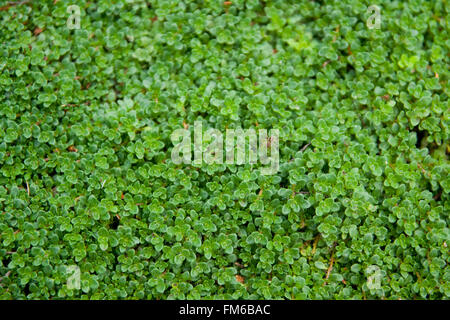 detaillierten Makroaufnahme kleine grüne Blätter Stockfoto