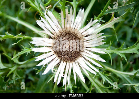 detaillierte Aufnahme der Blume benannt Carlina agrulis Stockfoto