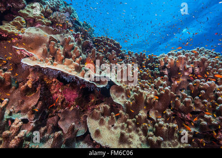 Die Fury Shoals im südlichen Roten Meer sind wunderschöne encrusting Korallen. Ägypten, Juni Stockfoto