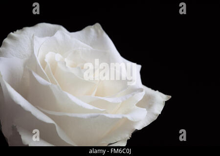 Hautnah weiße Rose auf schwarzem Hintergrund Stockfoto