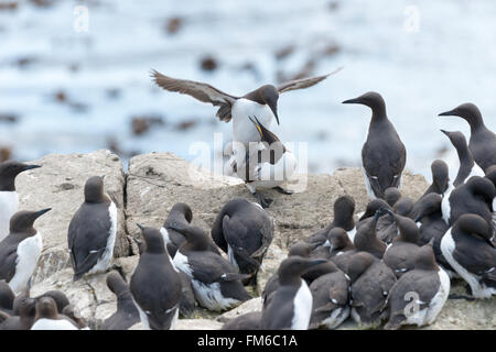 Ein paar von Trottellummen {Uria Aalge} Paarung in einer Guillemot-Kolonie auf den Farne Islands, Northumberland. Mai Stockfoto