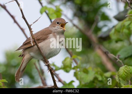 Nachtigall (Luscinia Megarhynchos) singen in einem dornigen Gebüsch im Pulborough Brooks Nature Reserve, April Stockfoto