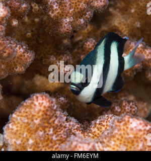Whitetail Dascyllus {Dascyllus Aruanus} im Sudan. Hier gezeigten unter harten Korallen am Riff Sha'ab Rumi (Cousteau Dorf) in Su Stockfoto