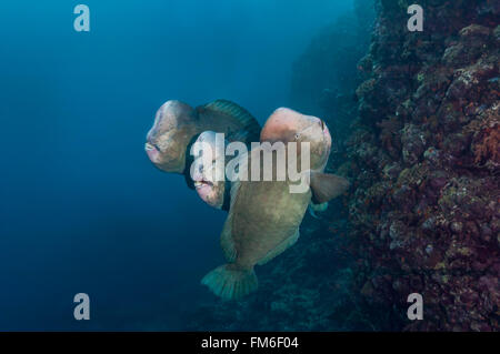 Büffelkopf Parrotfishes sind enorm, über 1m lang. Die Köpfe werden verwendet, um die Korallen zu zerschlagen. Sudan, Rotes Meer, Dezember Stockfoto