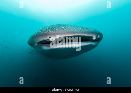 Walhai {Rhincodon Typus} nähert sich Darwin Insel auf den Galapagos-Inseln, Ecuador. September Stockfoto