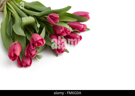 Tulpen Strauß auf weißem Hintergrund Stockfoto