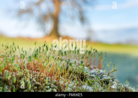 Die Fruchtkörper eines Mooses auf einen umgestürzten Baum, mit einem lebenden Baum im Hintergrund. Brecon Beacons, Februar Stockfoto