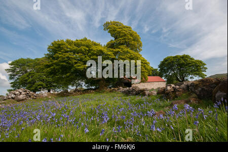 Glockenblumen auf Dartmoor Stockfoto