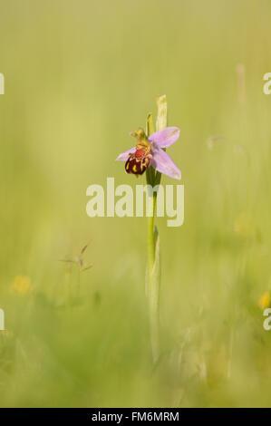 Biene Orchidee blüht in Essex Stockfoto