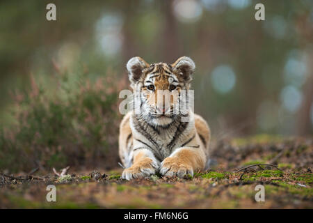 Bengaler Tiger / Königstiger ( Panthera tigris ), junges süßes Tier, ruht auf dem Boden eines Waldes und zeigt seine Pfoten, Indien. Stockfoto