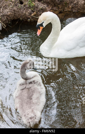 Abbotsbury Swannery, Dorset, England, Europa. Stockfoto