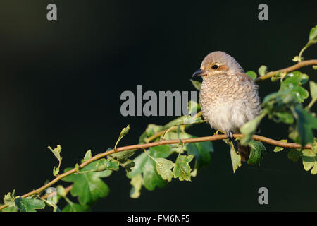 Neuntöter / Neuntoeter (Lanius Collurio), Jungvogel, sitzt auf einer Hecke auf einen kleinen Zweig, Essen warten. Stockfoto