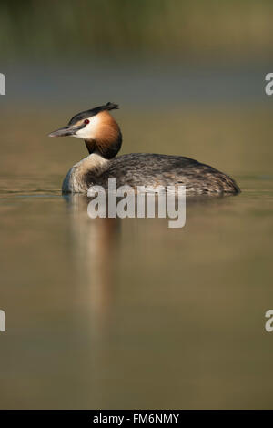 Haubentaucher / Haubentaucher (Podiceps Cristatus) schwimmt auf ruhigem Wasser, mit schönen weichen Reflexion über die Oberfläche. Stockfoto