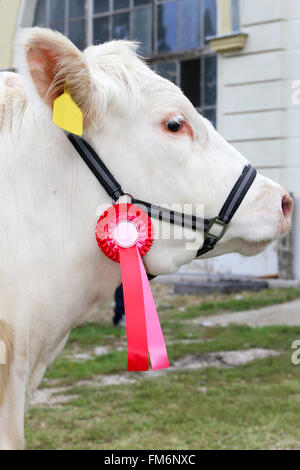 Seite Ansicht Kopf geschossen ein Award Gewinner Vieh Kuh mit Rosette Bänder Stockfoto