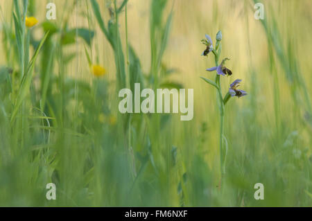 Biene Orchidee blüht in Essex Stockfoto