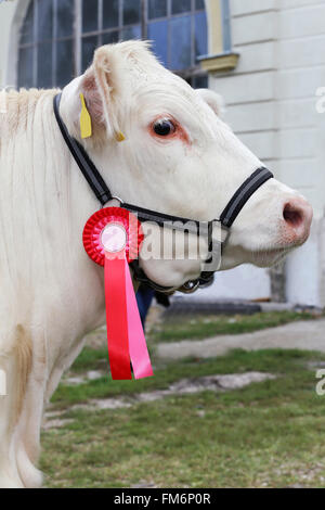 Seite Ansicht Kopf geschossen ein Award Gewinner Vieh Kuh mit Rosette Bänder Stockfoto