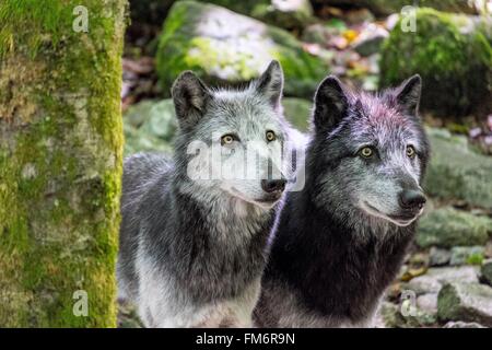 Frankreich, Ariege, Orlu, Heimat der Wölfe, wolf Polen Stockfoto