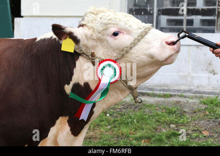 Seite Ansicht Kopf geschossen ein Award Gewinner Vieh Kuh mit Rosette Bänder Stockfoto