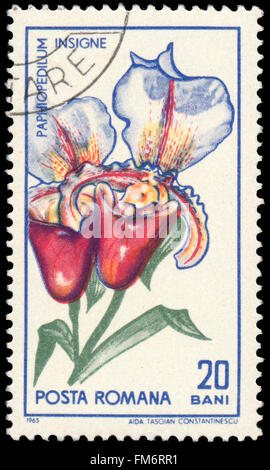 BUDAPEST, Ungarn - 29. Februar 2016: eine Briefmarke gedruckt in Rumänien zeigt Paphiopedilum Insigne, ca. 1965 Stockfoto
