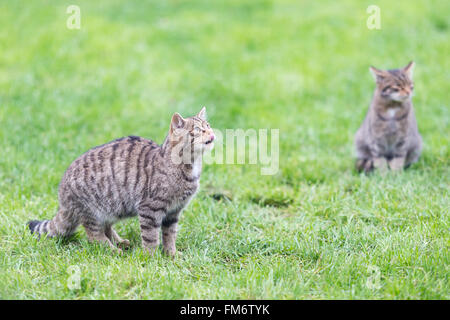 Zwei Gefangene Wildkatze Kätzchen {Felis Silvestris} darauf warten, gefüttert werden - Zunge heraus. UK, November. Stockfoto