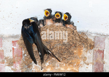 Rauchschwalbe Fütterung Küken im nest Stockfoto