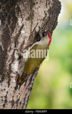 Europäische Grünspecht (Picus Viridis) Weibchen auf einem Baumstamm Stockfoto