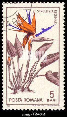 BUDAPEST, Ungarn - 29. Februar 2016: eine Briefmarke gedruckt in Rumänien zeigt Strelitzia Reginae, ca. 1965 Stockfoto