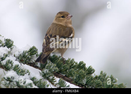 Eine weibliche Buchfink auf einem verschneiten Ast Stockfoto