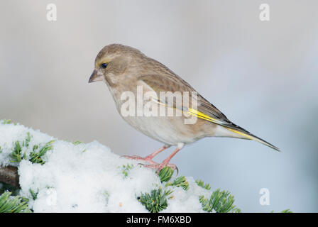 Weibliche Grünfink auf einem verschneiten Zeder Zweig. Stockfoto