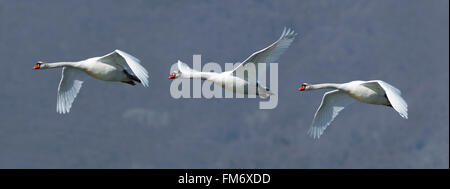 Herde von drei Höckerschwäne im Flug Stockfoto