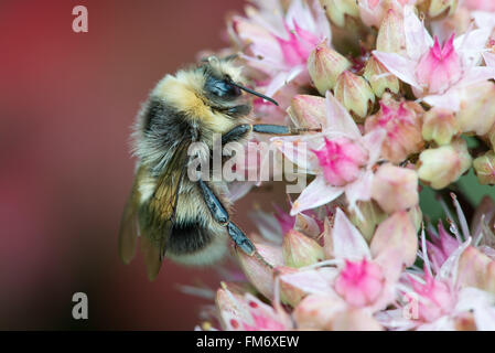 Eine Biene ruht auf Sedum Blüten im Herbst. Zarte Pastelltöne. Devon, September Stockfoto