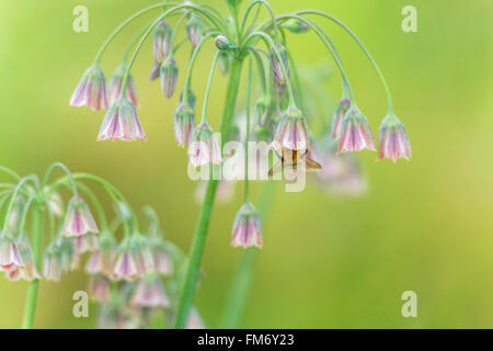 Pastellfarbenen Szene in weiches Licht einer Biene bestäubt allium Blumen. Devon, Großbritannien. Juni Stockfoto