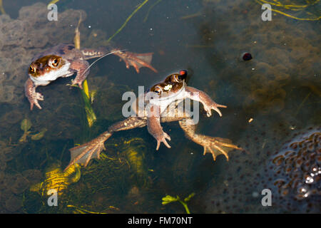 11. März 2016. UK Wetter. Grasfrosch (Rana temporaria) Schwimmen unter frogspawn in einem Garten Teich in East Sussex, UK Credit: Ed Brown/Alamy leben Nachrichten Stockfoto