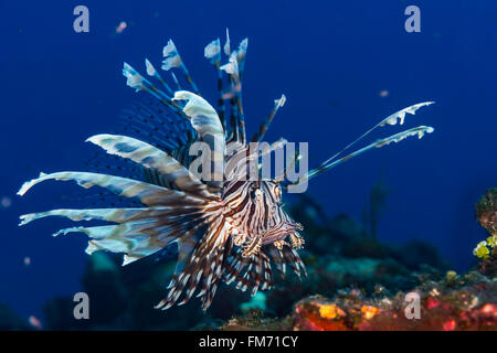 Gemeinsamen Rotfeuerfische {Pterois Volitans} schwebt über einem Korallenriff. Dies ist eine eingeführten Arten in der Karibik. Bahamas, Dezember Stockfoto